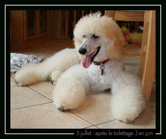 caniche standard - Caniche