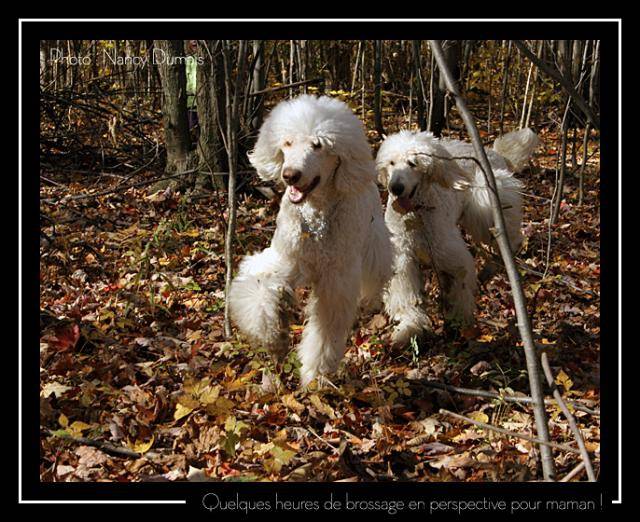 caniche standard - Caniche