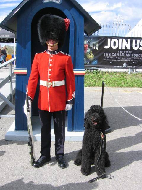 CANICHE ROYALE - BUD - Caniche