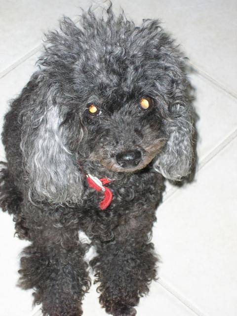 CANICHE NAIN " HILDA" - Caniche