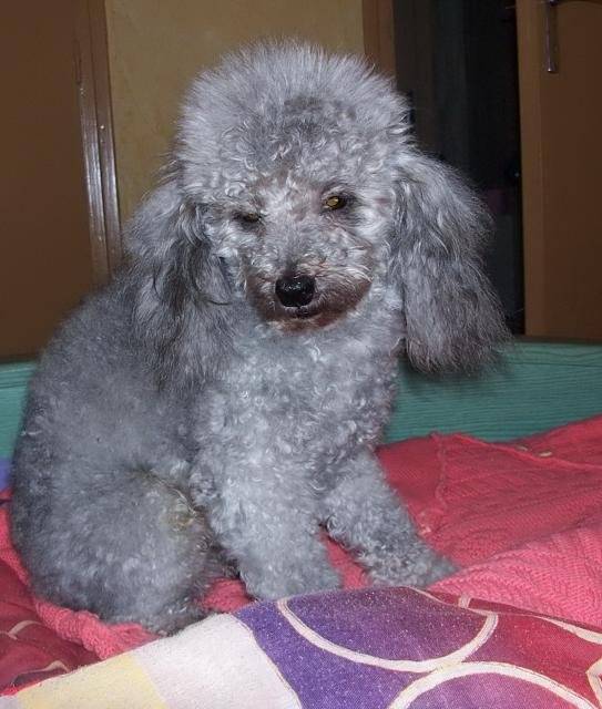 Caniche RUNWAY - Caniche