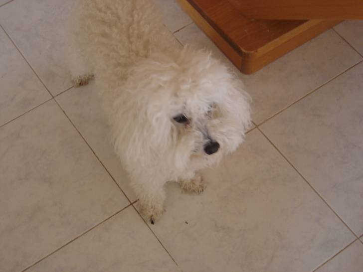 Arthur - Caniche Mâle (5 ans)
