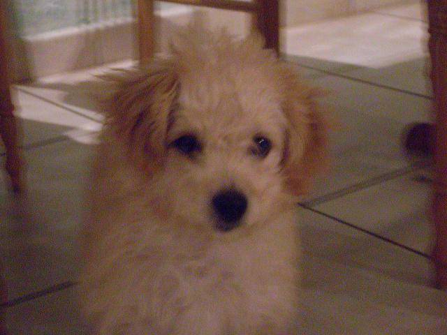 Caniche x - Caniche