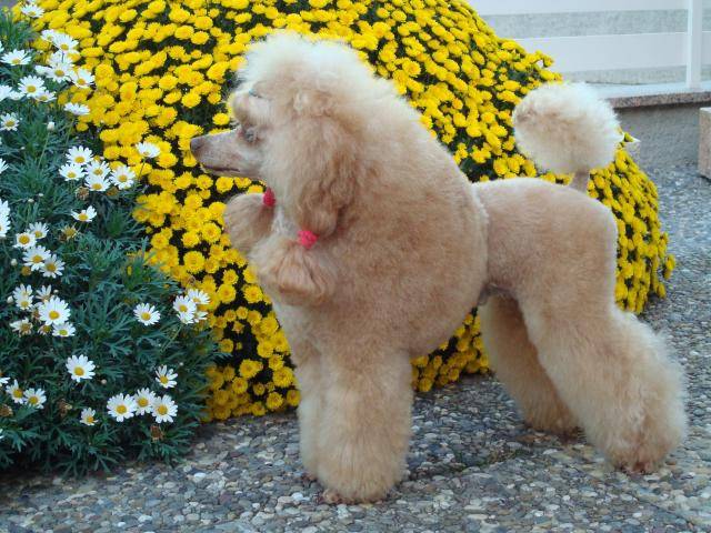 Caniche - Un Trésor de la Fouillotte - Caniche