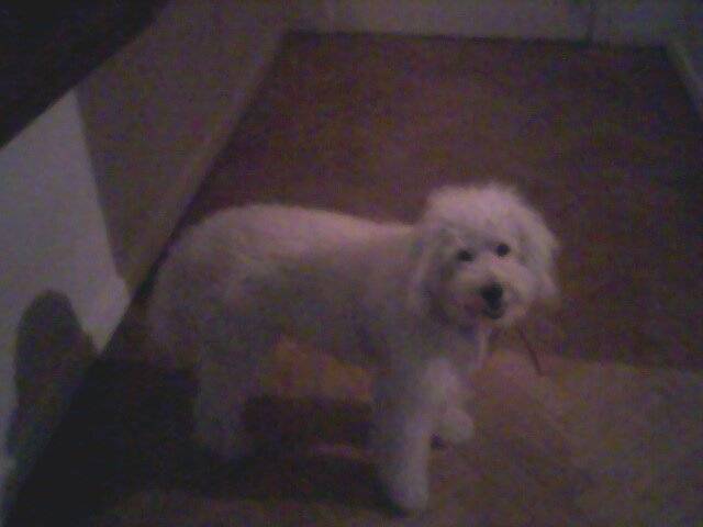Caniche - Chico - Caniche