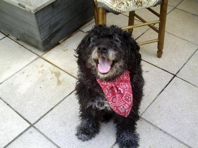 bengy:caniche royal - Caniche