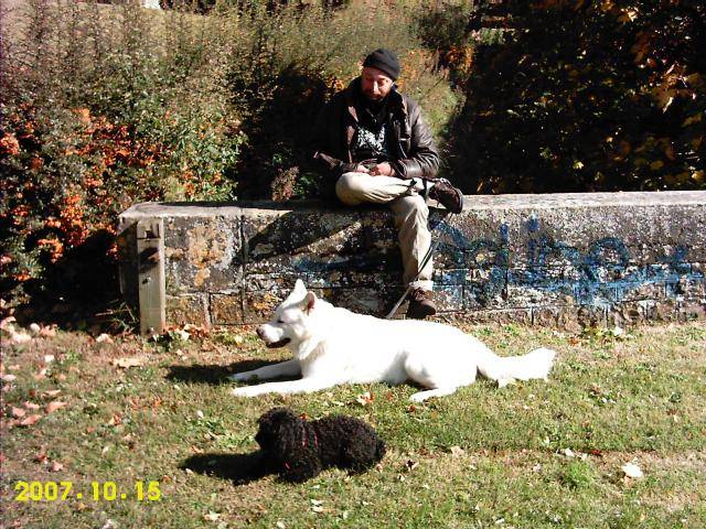 caniche Rondelle - Caniche