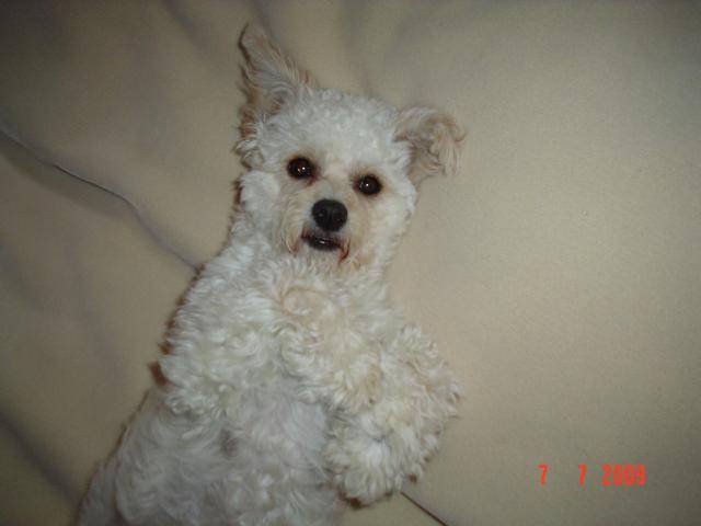papa bichon et maman caniche.....Kathie - Caniche