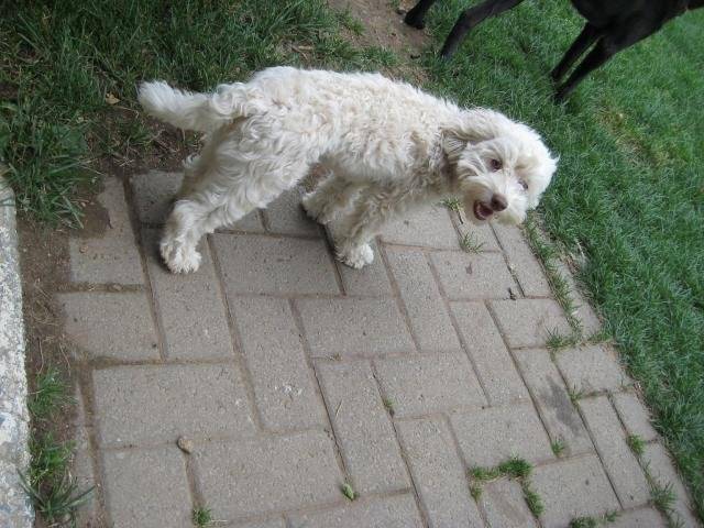 Heivi caniche/bichon - Caniche