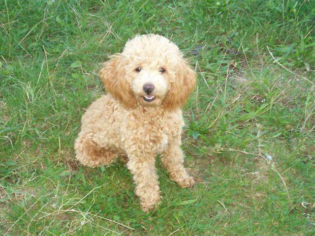 canaille caniche nain - Caniche