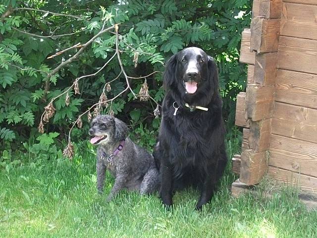 caniche nain PILOU - Caniche