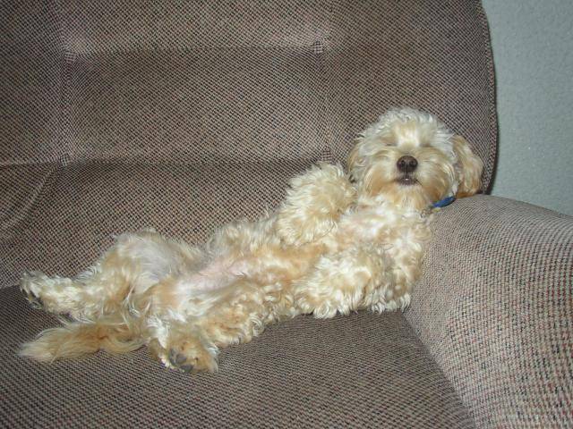 canicheXyork Velcro - Caniche