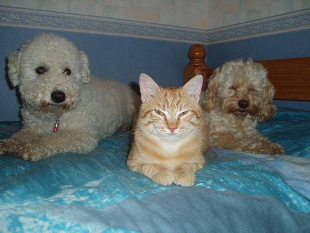 canicheXyork Velcro+BichonXFox+chat - Caniche