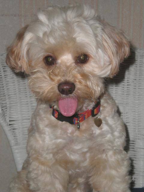 canicheXyork Velcro - Caniche