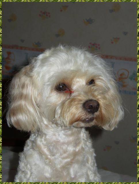 canicheXyork Velcro - Caniche