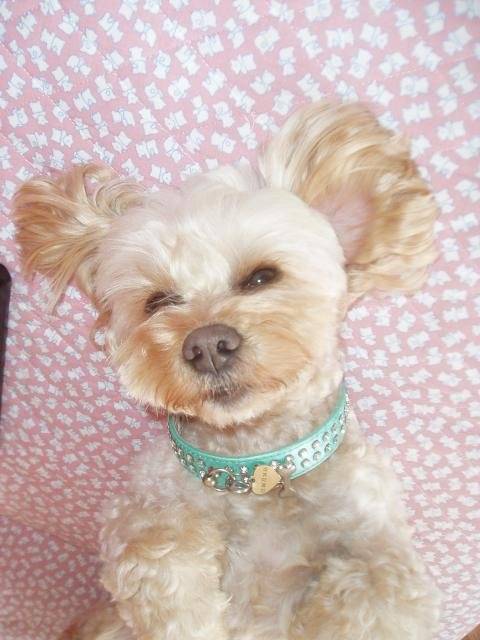 canicheXyork Velcro - Caniche