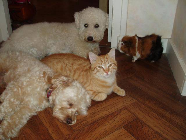 canicheXyork Velcro+BichonXFox+chat+cobaye - Caniche