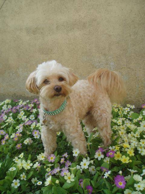canicheXyork Velcro - Caniche