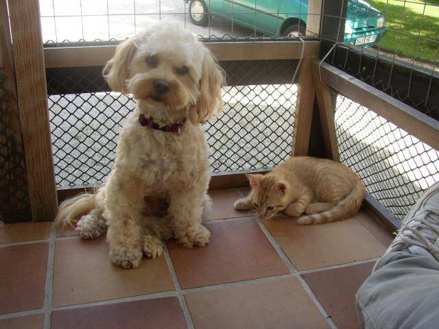 Velcro caniche X york+Brice le chaton - Caniche