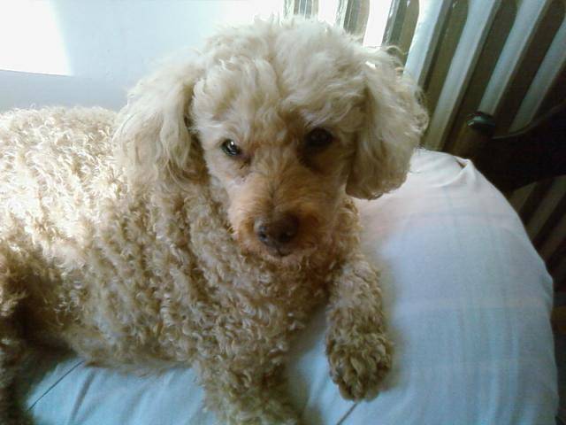 Hommage à mon caniche Léo - Caniche
