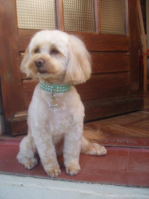 canicheXyork Velcro - Caniche