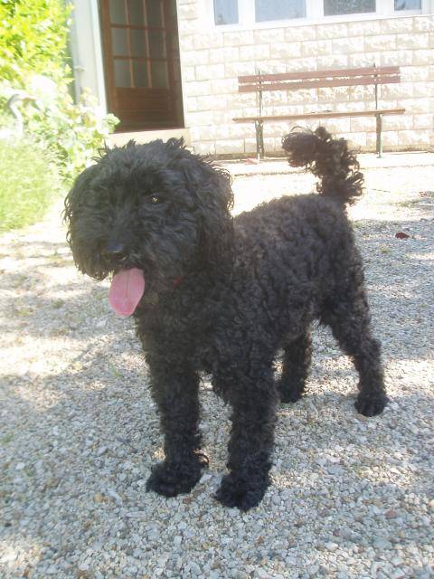 caniche ULAN - Caniche