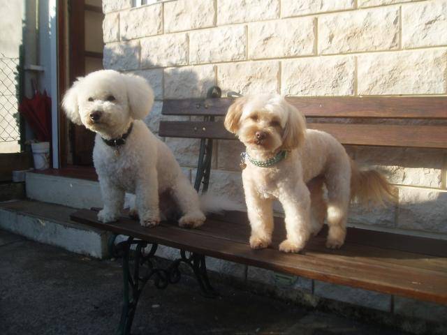 canicheXyork Velcro + BichonX Volfy - Caniche
