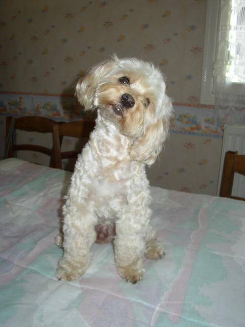 canicheXyork Velcro - Caniche