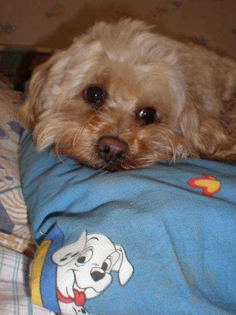 canicheXyork Velcro - Caniche
