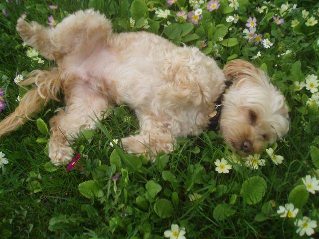canicheXyork Velcro - Caniche