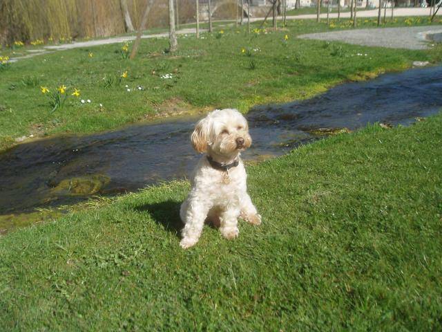 canicheXyork Velcro - Caniche