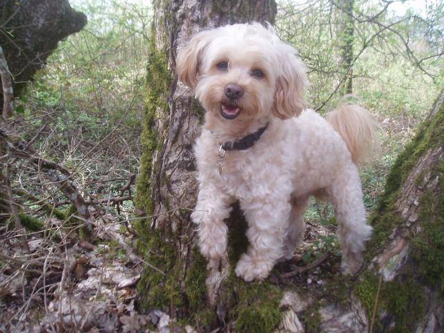 canicheXyork Velcro - Caniche