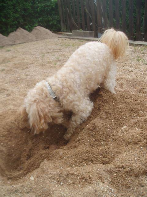 canicheXyork Velcro - Caniche