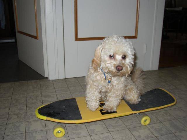 canicheXyork Velcro - Caniche