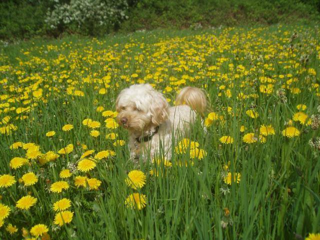 canicheXyork Velcro - Caniche
