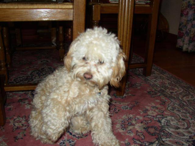 canicheXyork Velcro - Caniche