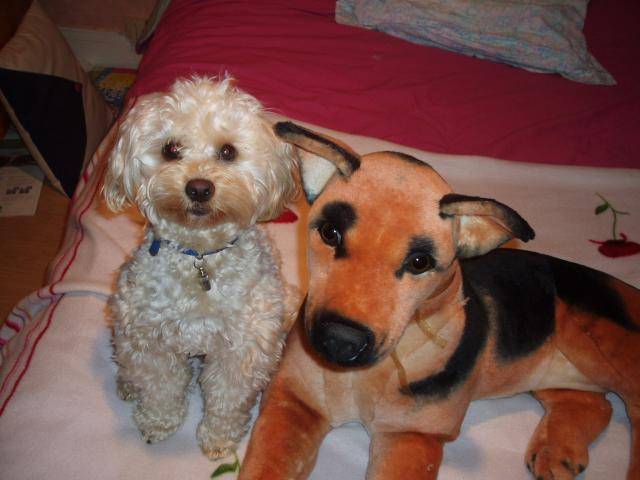 canicheXyork Velcro - Caniche