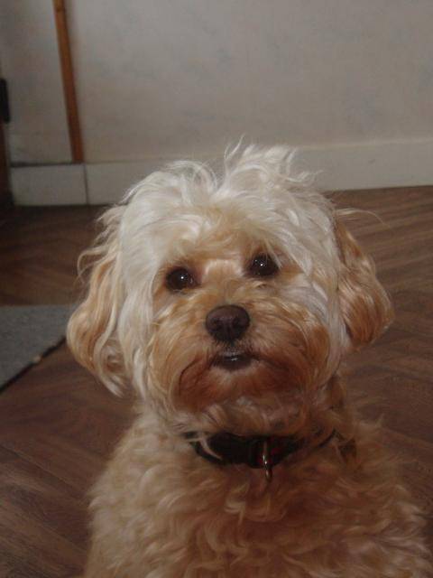 canicheXyork Velcro - Caniche