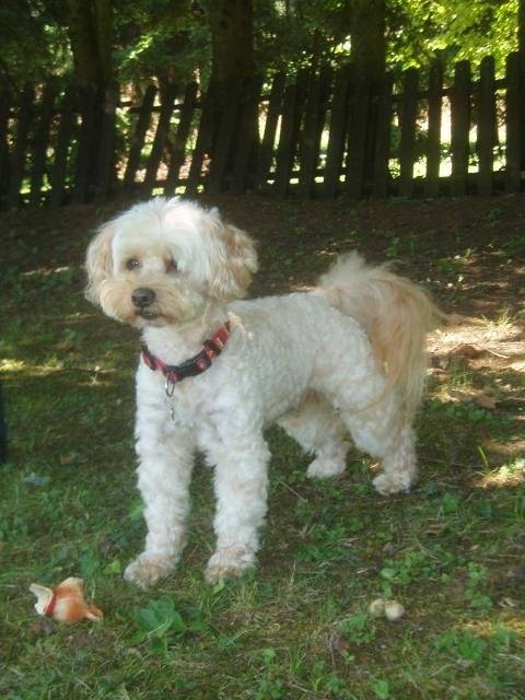 canicheXyork Velcro - Caniche
