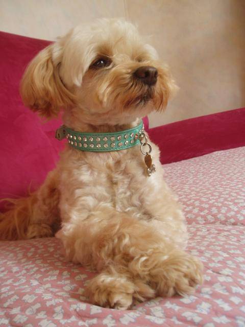 canicheXyork Velcro - Caniche