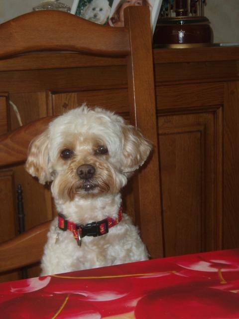 canicheXyork Velcro - Caniche