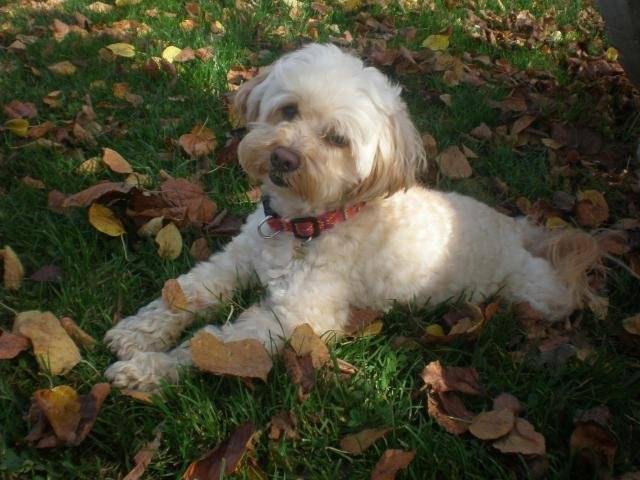 canicheXyork Velcro - Caniche