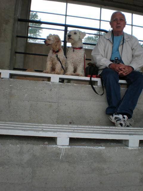 canicheXyork Velcro + BichonX Volfy - Caniche