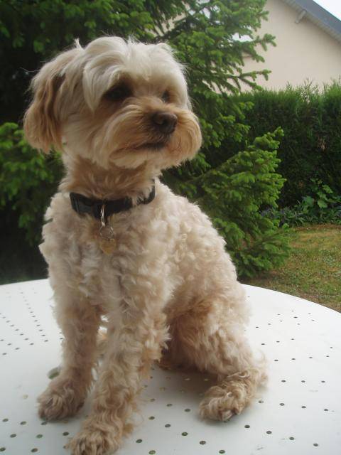 canicheXyork Velcro - Caniche