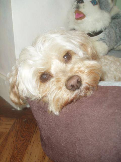 canicheXyork Velcro - Caniche