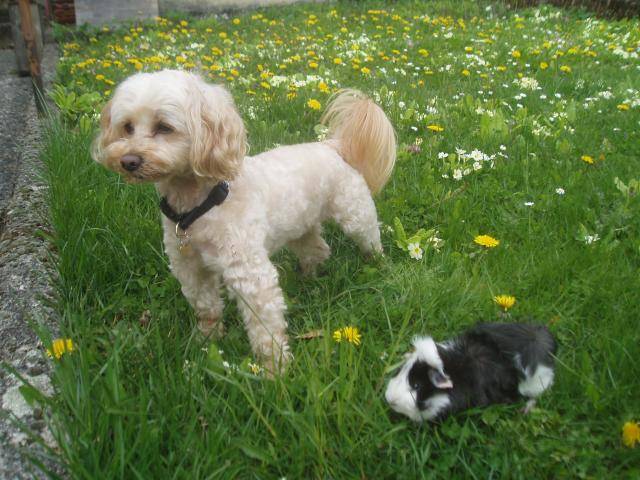 canicheXyork Velcro et Jacob le cobaye - Caniche