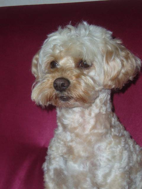 canicheXyork Velcro - Caniche