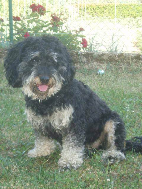 canicheXyork Flora - Caniche