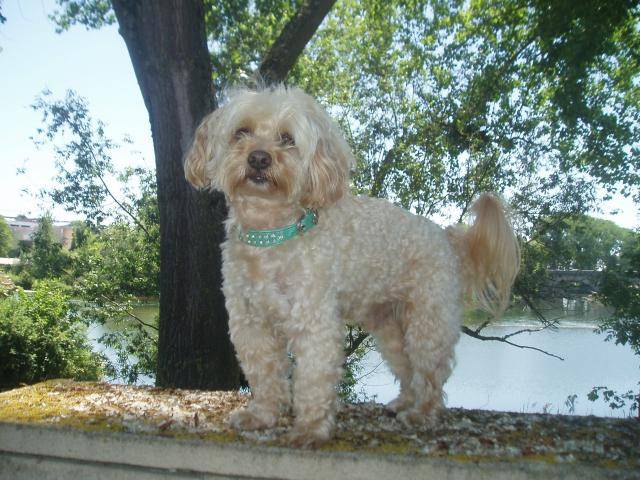 canicheXyork Velcro - Caniche