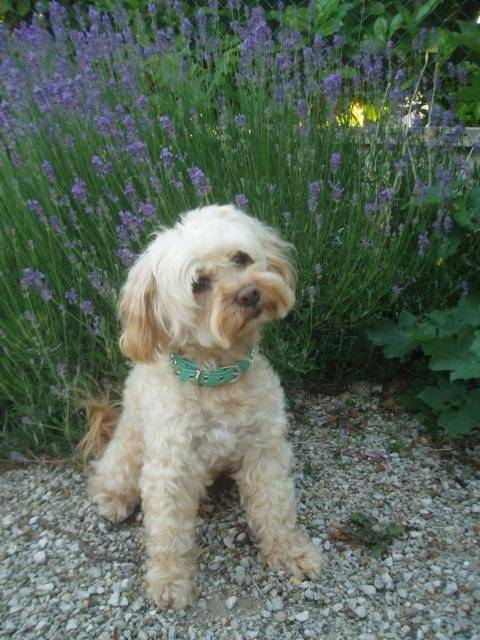 canicheXyork Velcro - Caniche